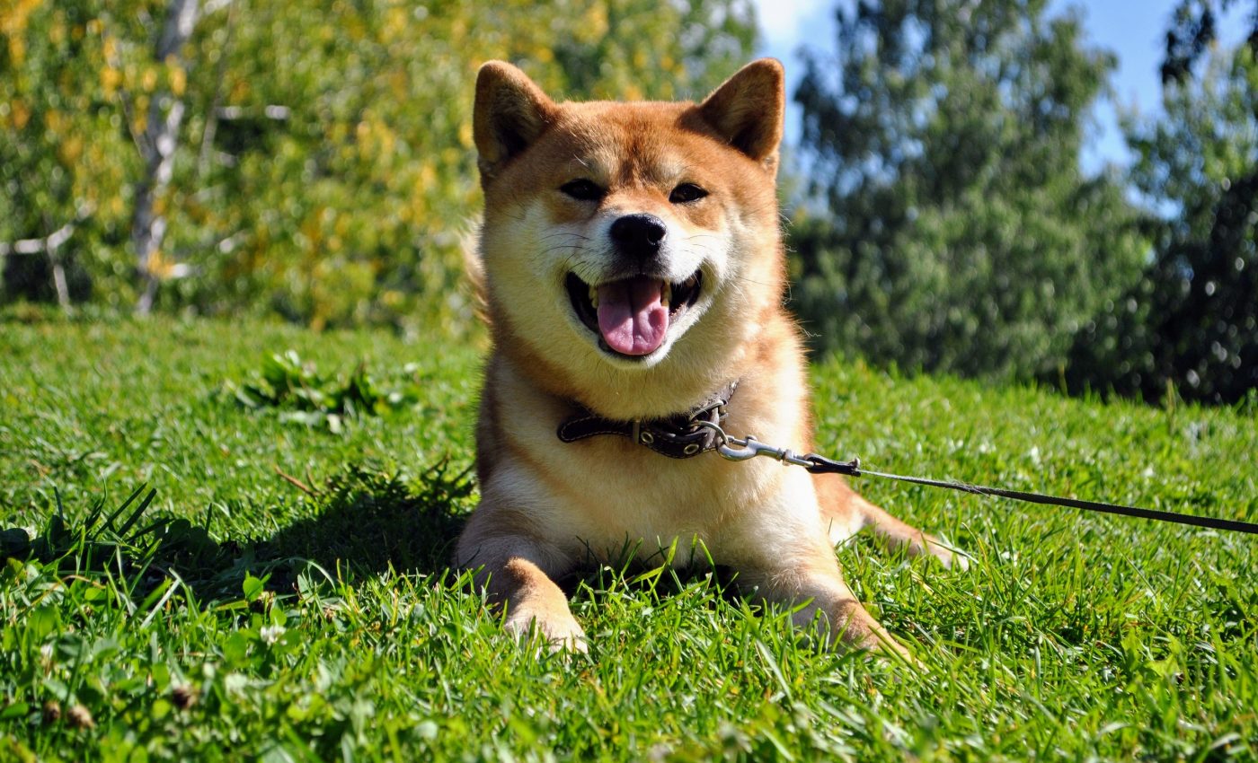 New coronavirus identified that has originated in dogs