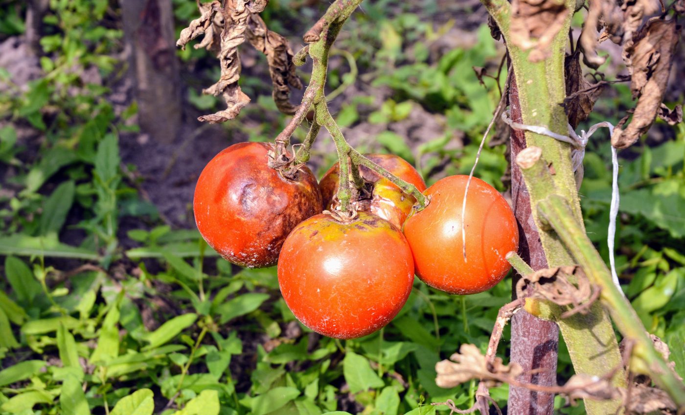 Plant diseases must be monitored to protect the food supply