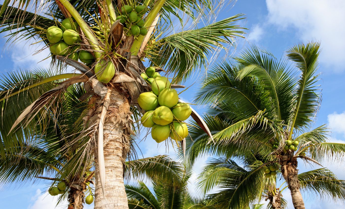 Newly discovered bacteria causes fatal wilt disease in palms