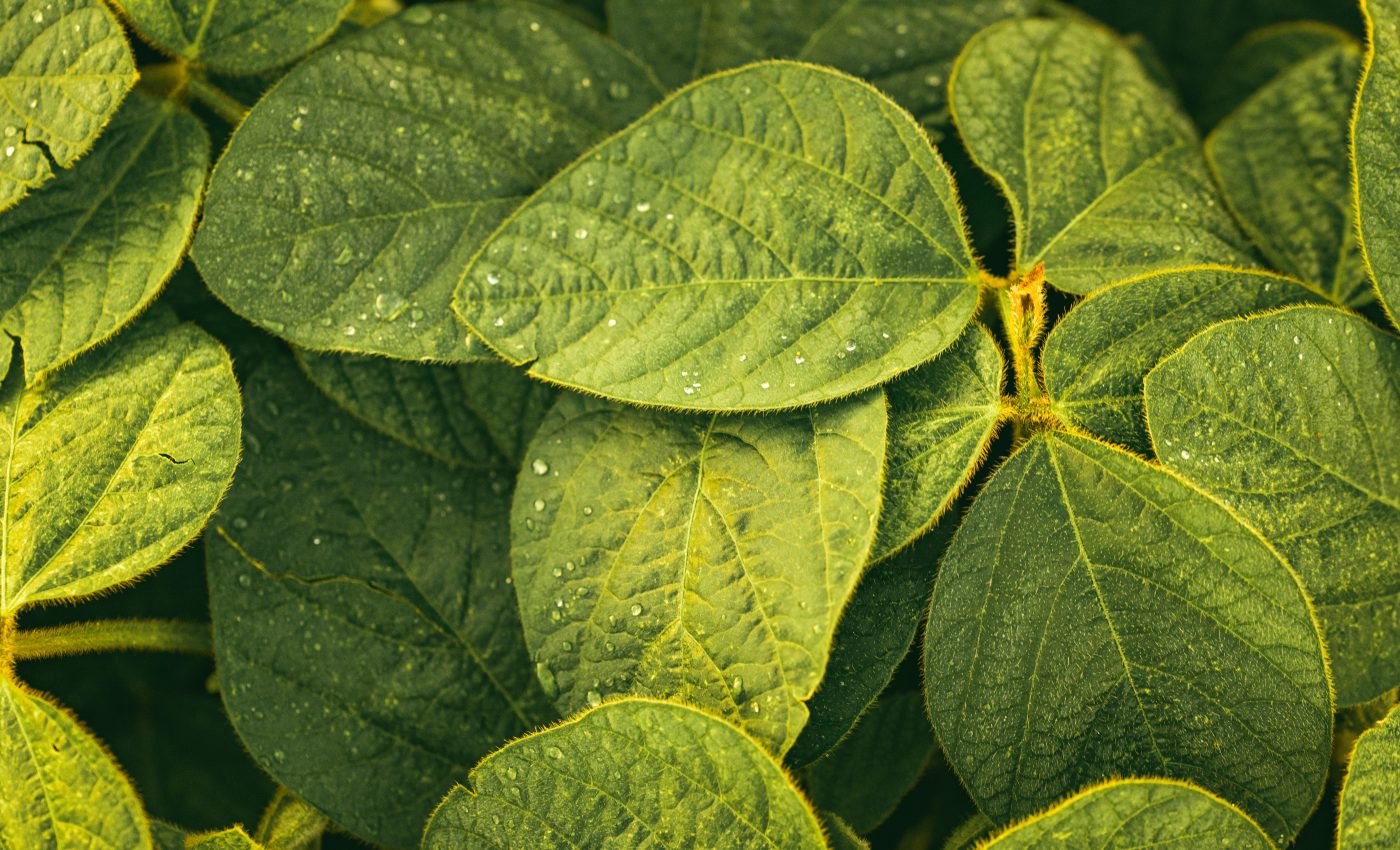 Beer byproducts and manure used to increase crop yields