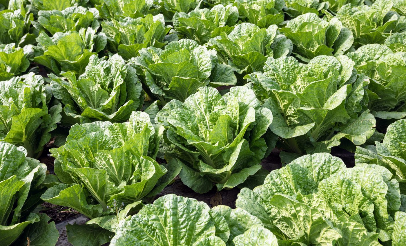 Food waste can be recycled into construction materials