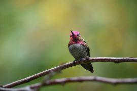 2021/06/hummingbird-5670407_1920.jpg