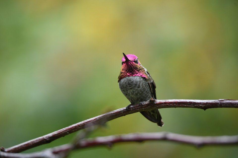 Tiny Bird, Big Journey: Hummingbird Migration