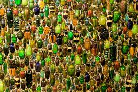 A,Colorful,Collection,Of,Beetles,In,Montreal,Insectarium