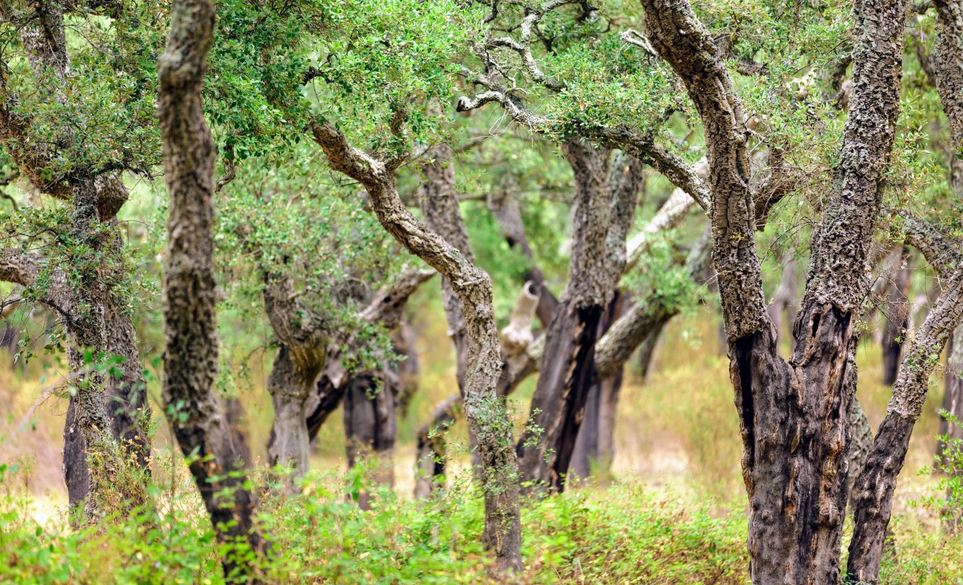 How do plants handle competition during extreme drought?