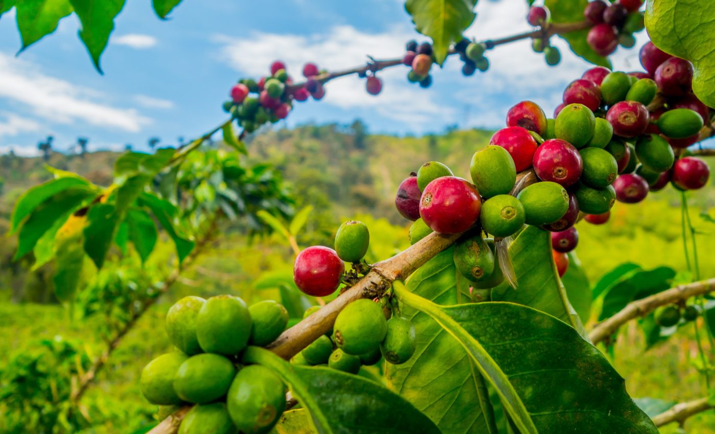 Coffee-killing fungus has acquired genes from its relatives