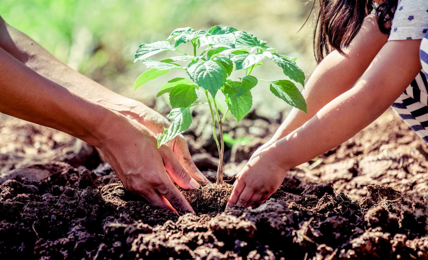 How plants distinguish between good and bad microbes