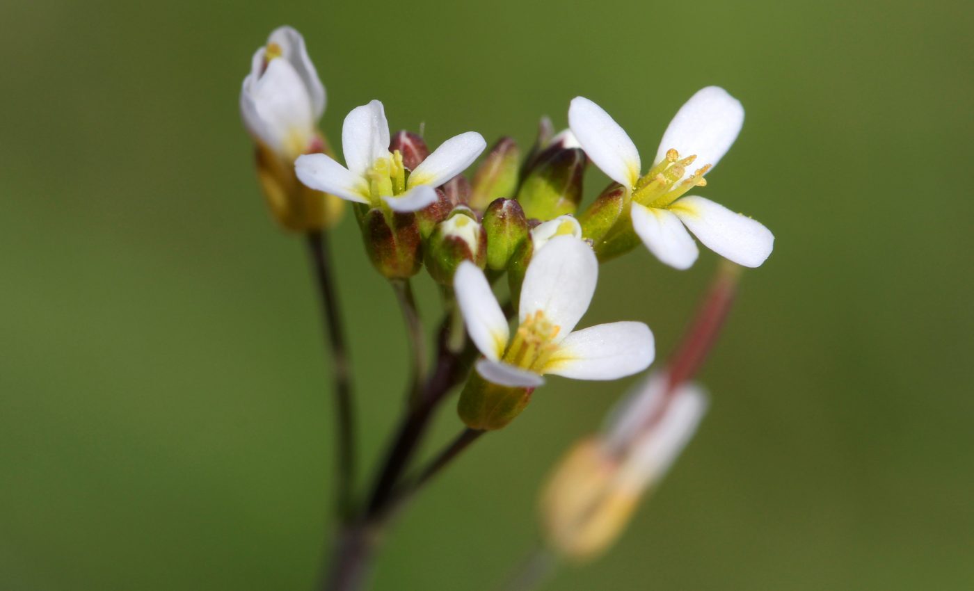 Experts discover a new body part in plants
