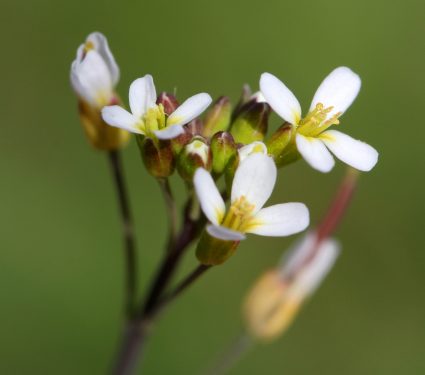 Thale,Cress,(arabidopsis,Thaliana),Blossoms,And,Buds,Macro,Picture
