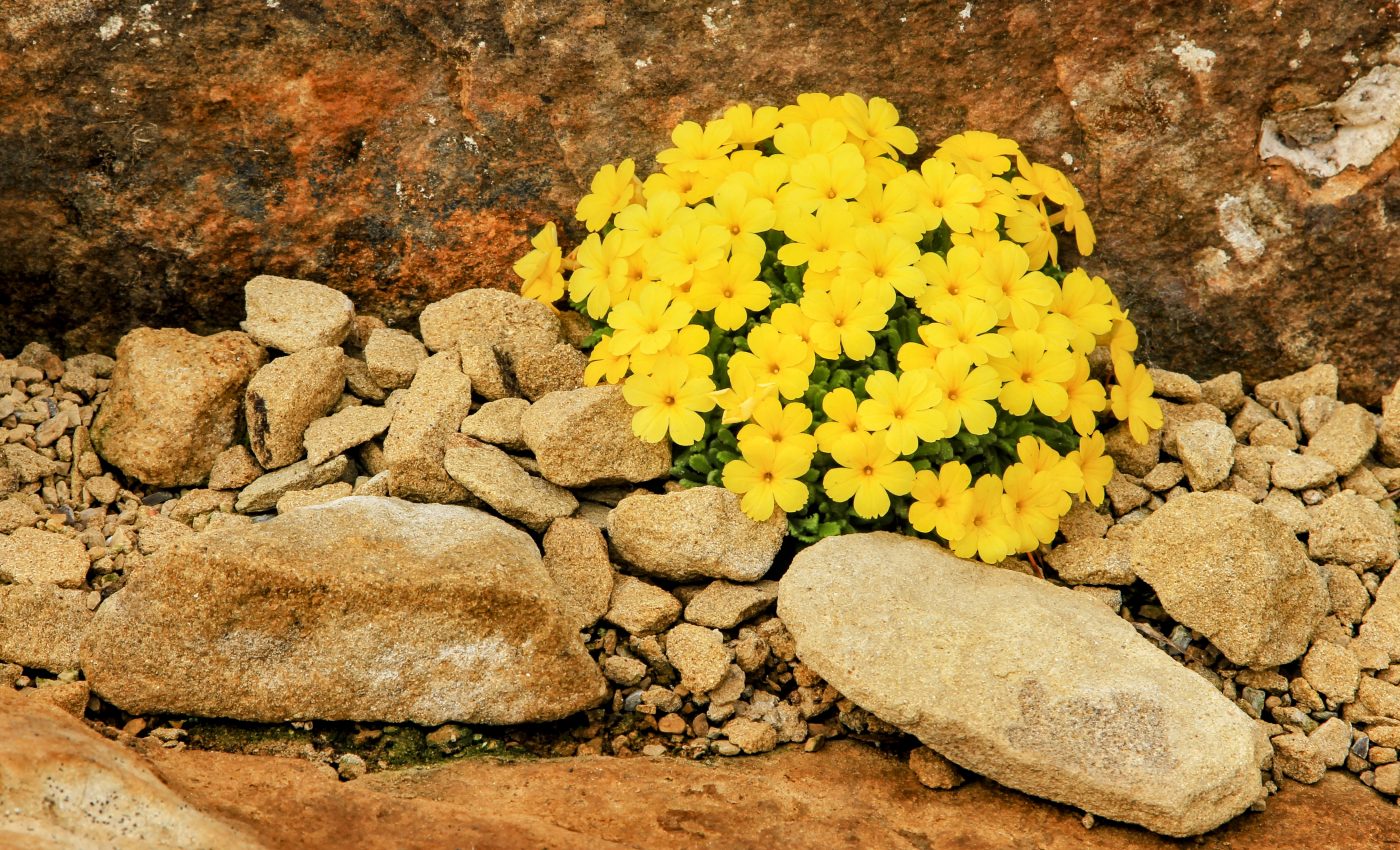 Alpine plant makes its own wooly cover