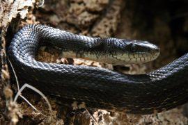 Black,Rat,Snake,(elaphe,Obsoleta)