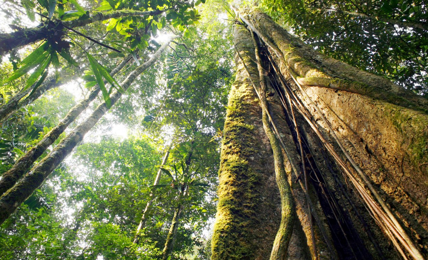 Extreme drought will impact large parts of the Amazon