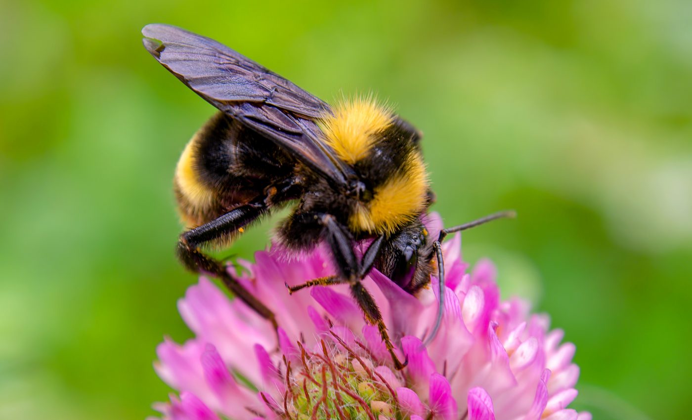 Bumblebees are attracted to the humidity of flowers