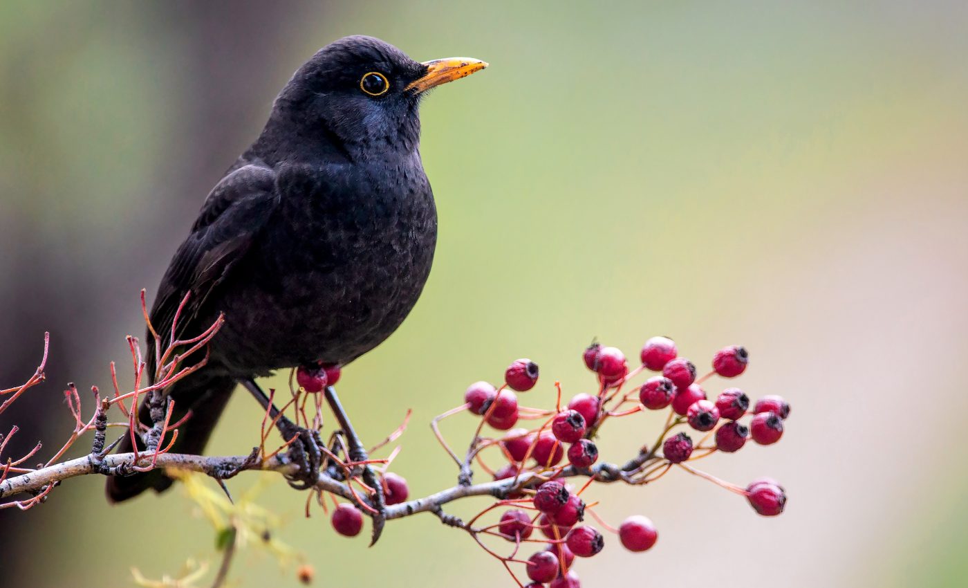 Birds are moving plants in the wrong direction through seed dispersal
