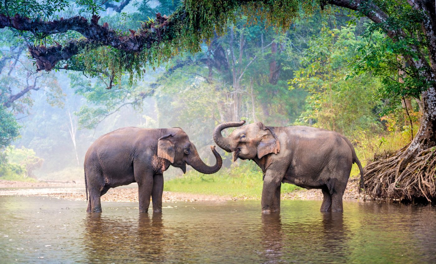 Asian elephants vibrate their lips like human brass players
