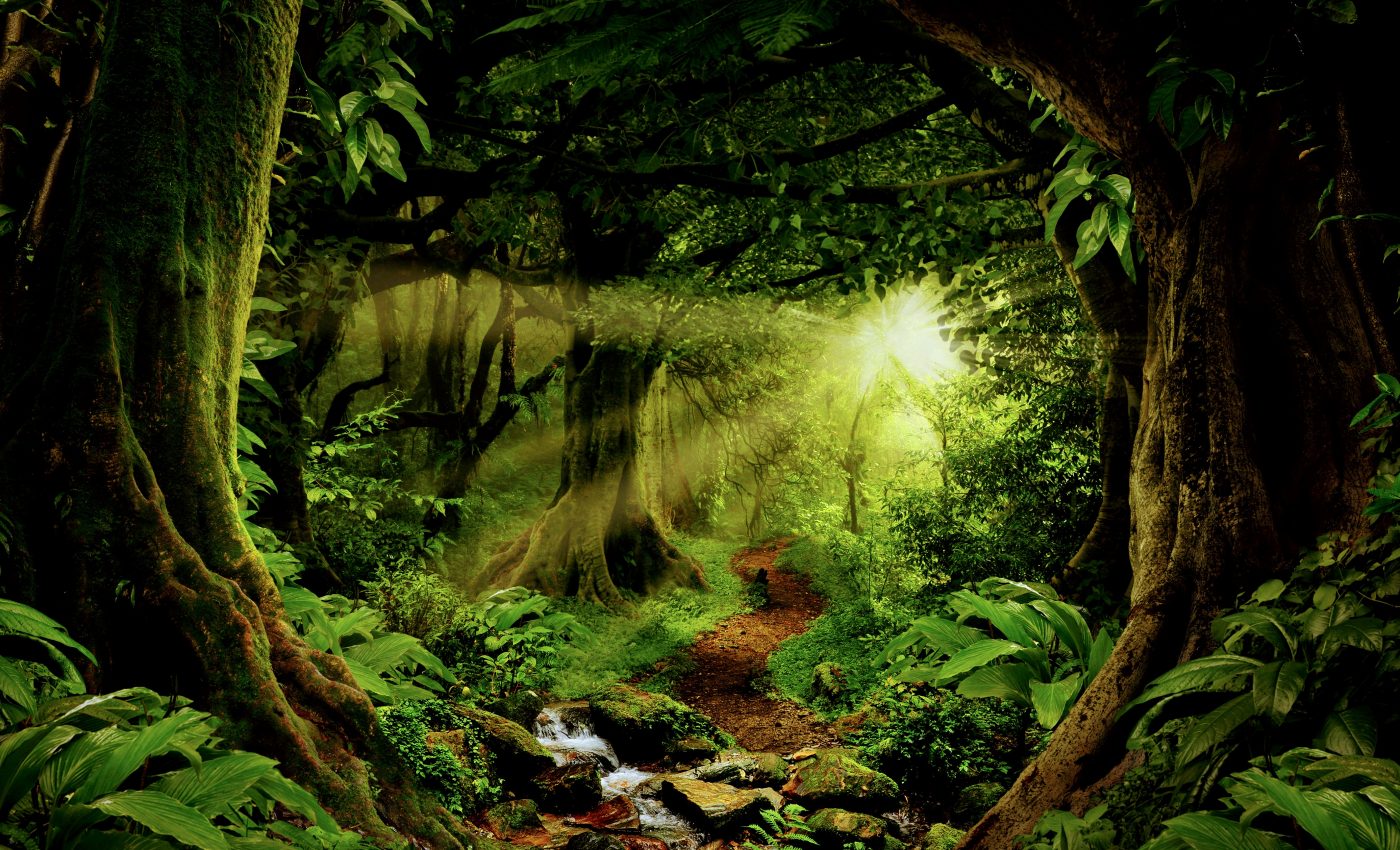 Plants become less competitive in the deep shade