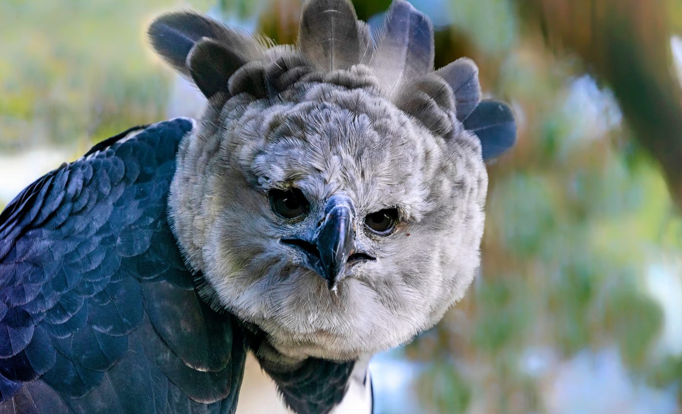 Harpy eagles may disappear as the Amazon forest is cleared