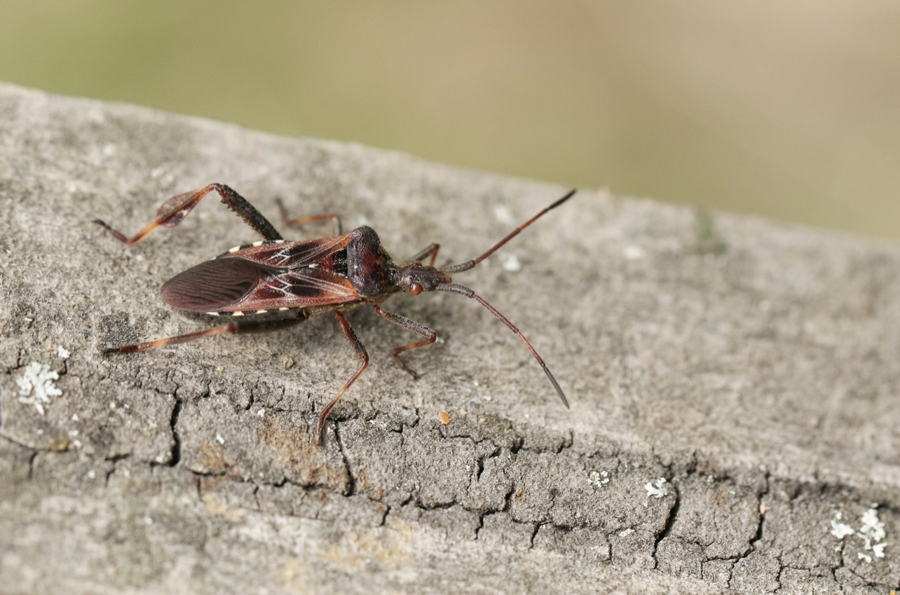 Males are responsible for the genetic fitness of a population