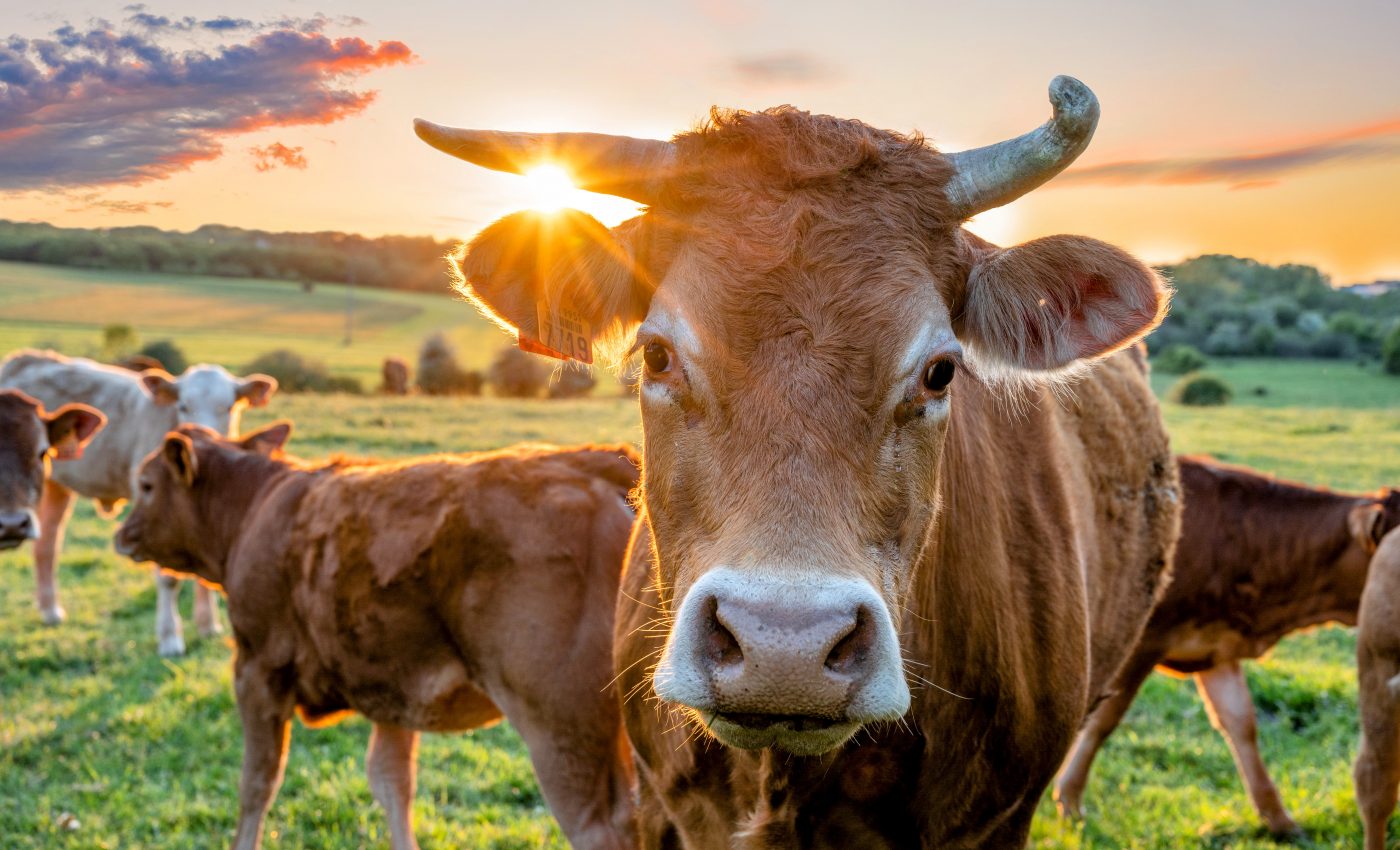 Microbes in cow rumens can break down plastics