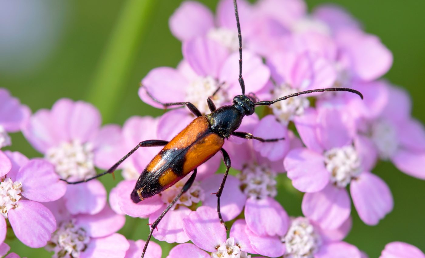 Flower evolution is influenced by the animals that visit