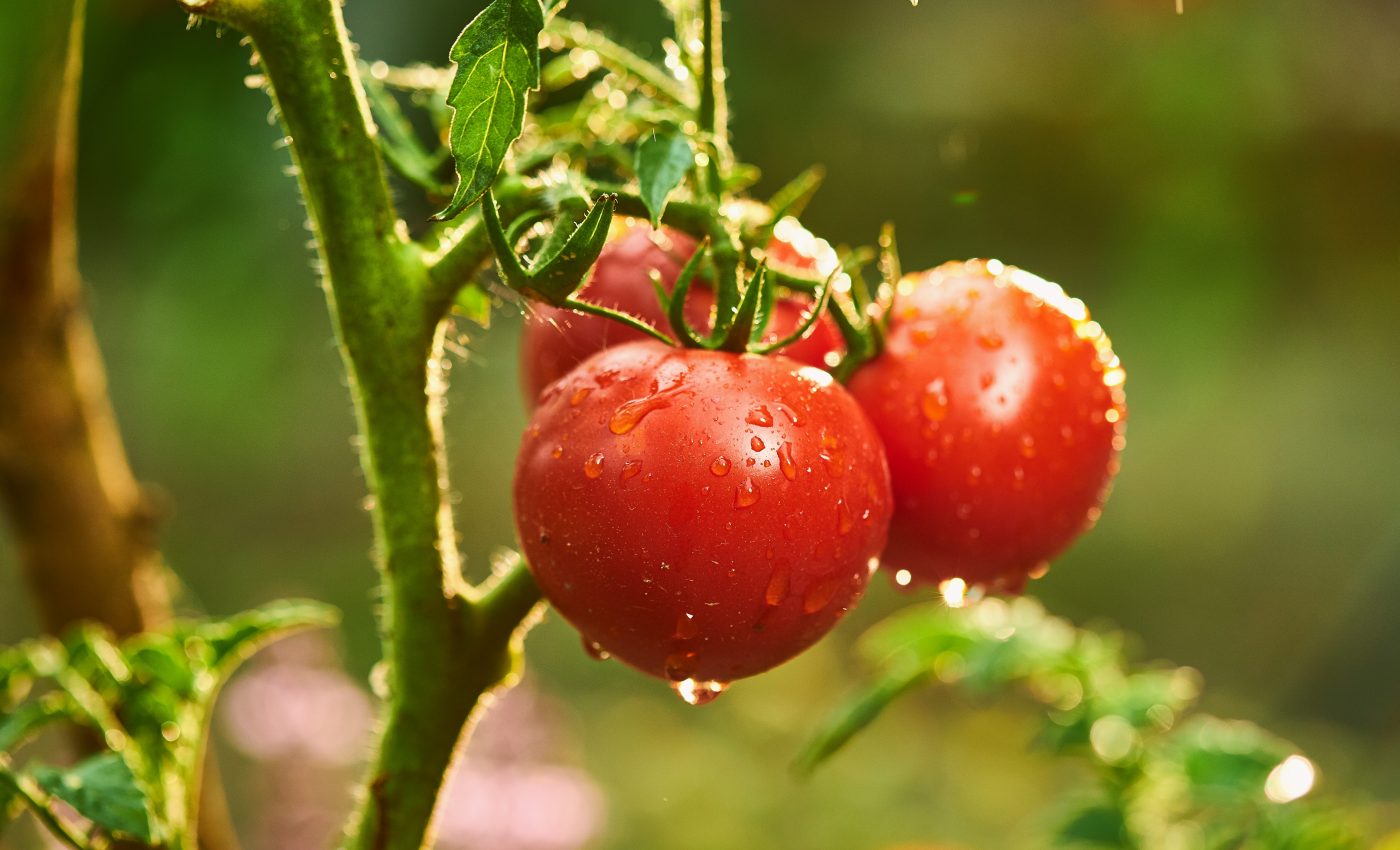 New plant patch will speed up disease detection