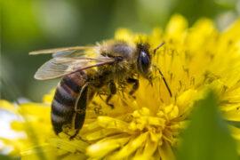 Honey,Bee,On,Butter-cub