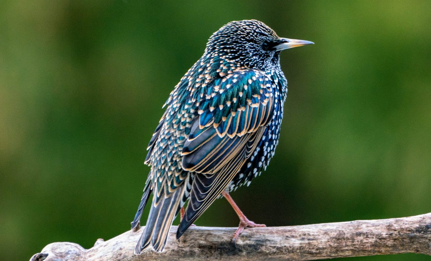 Mysterious disease is causing songbirds to lose their sight