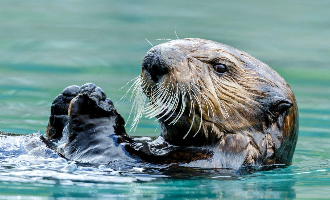 Sea otters have a secret ability to generate internal body heat