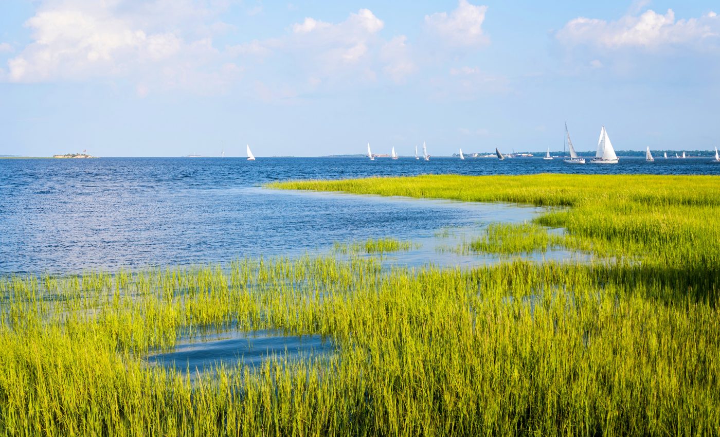 Coastal wetlands are a powerful weapon against flooding