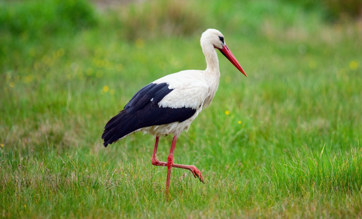 Storks are attracted to the smell of freshly mowed grass