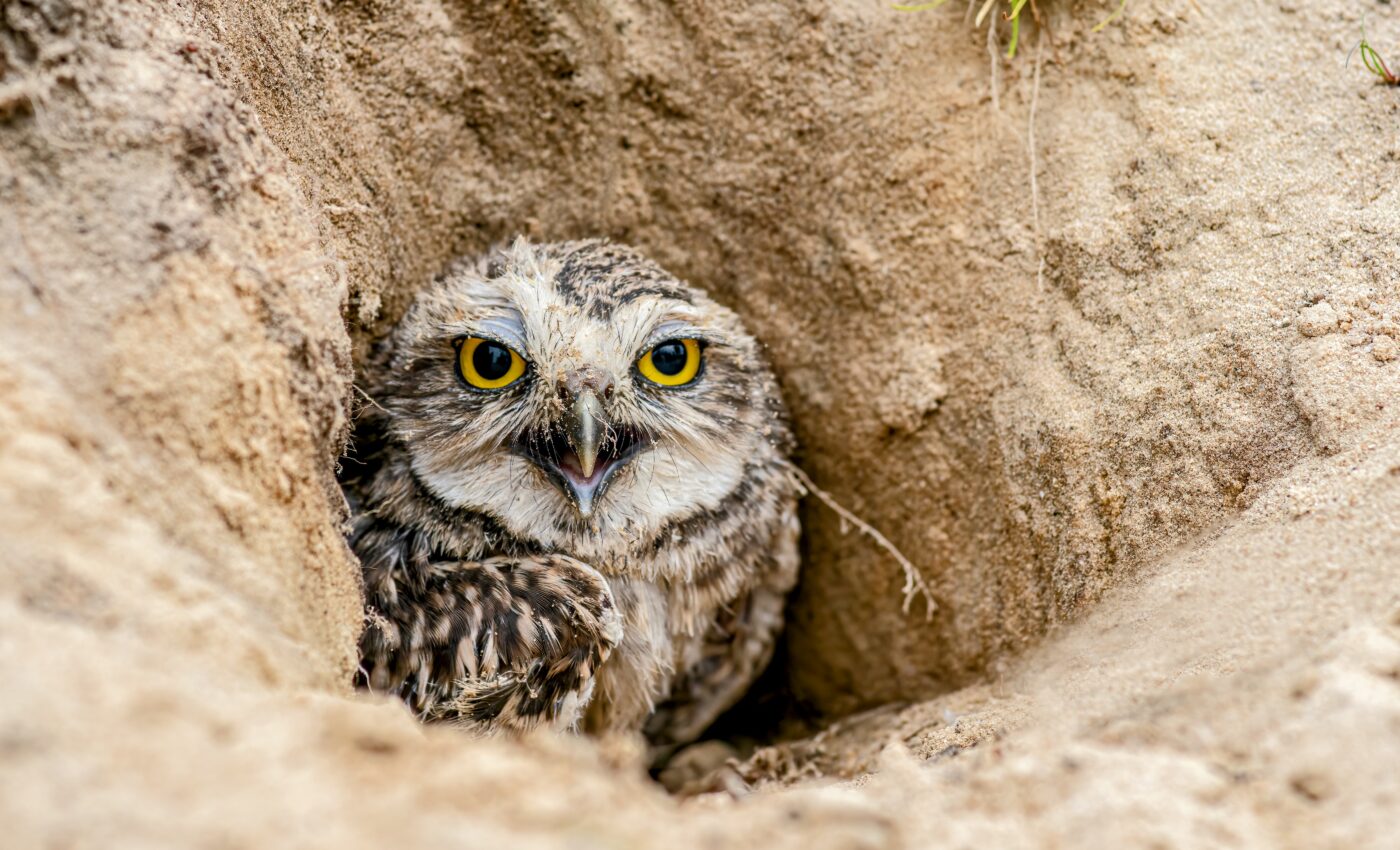 Animals can show us how they will respond to climate change