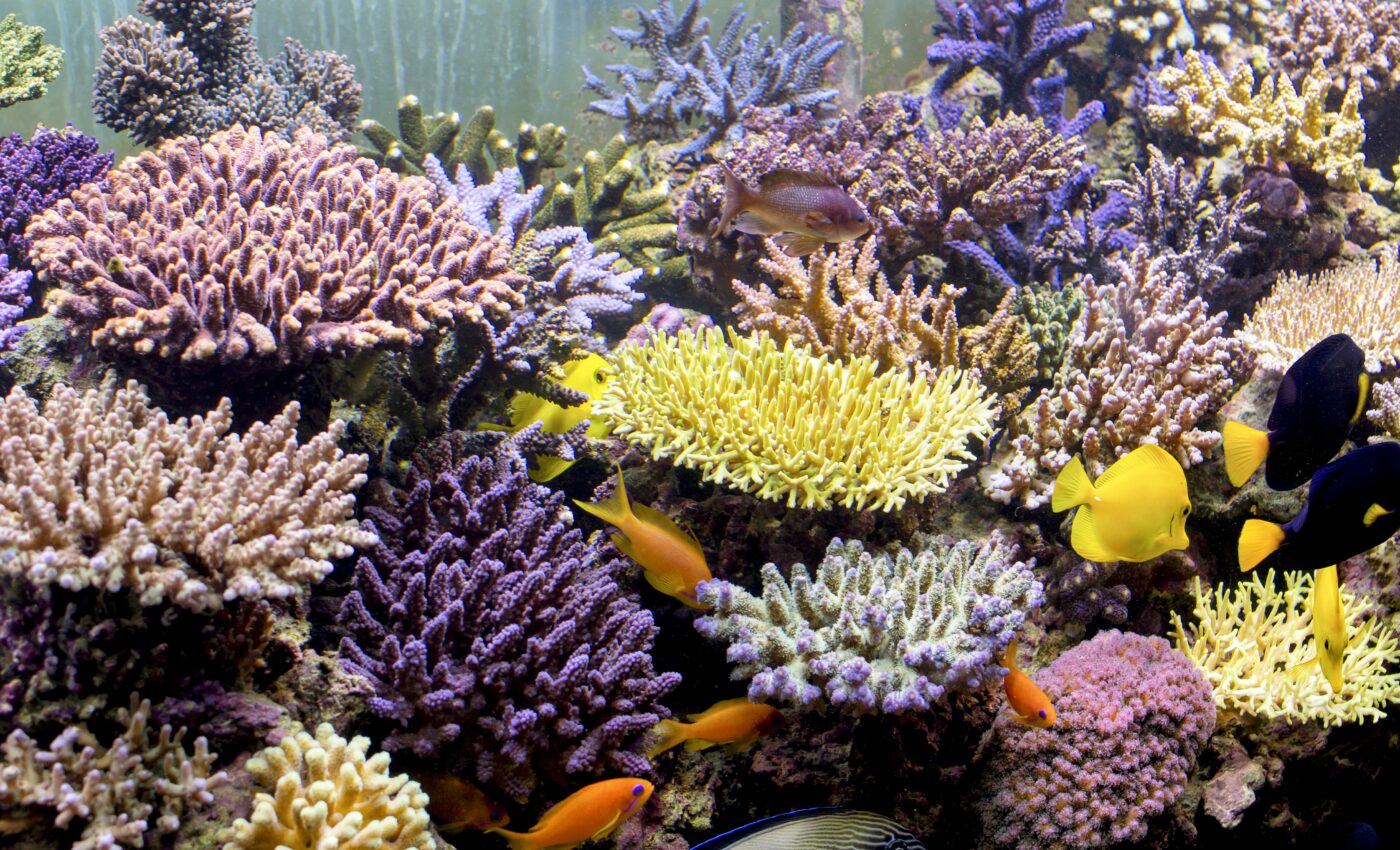Individual corals seen engulfing algae for the first time