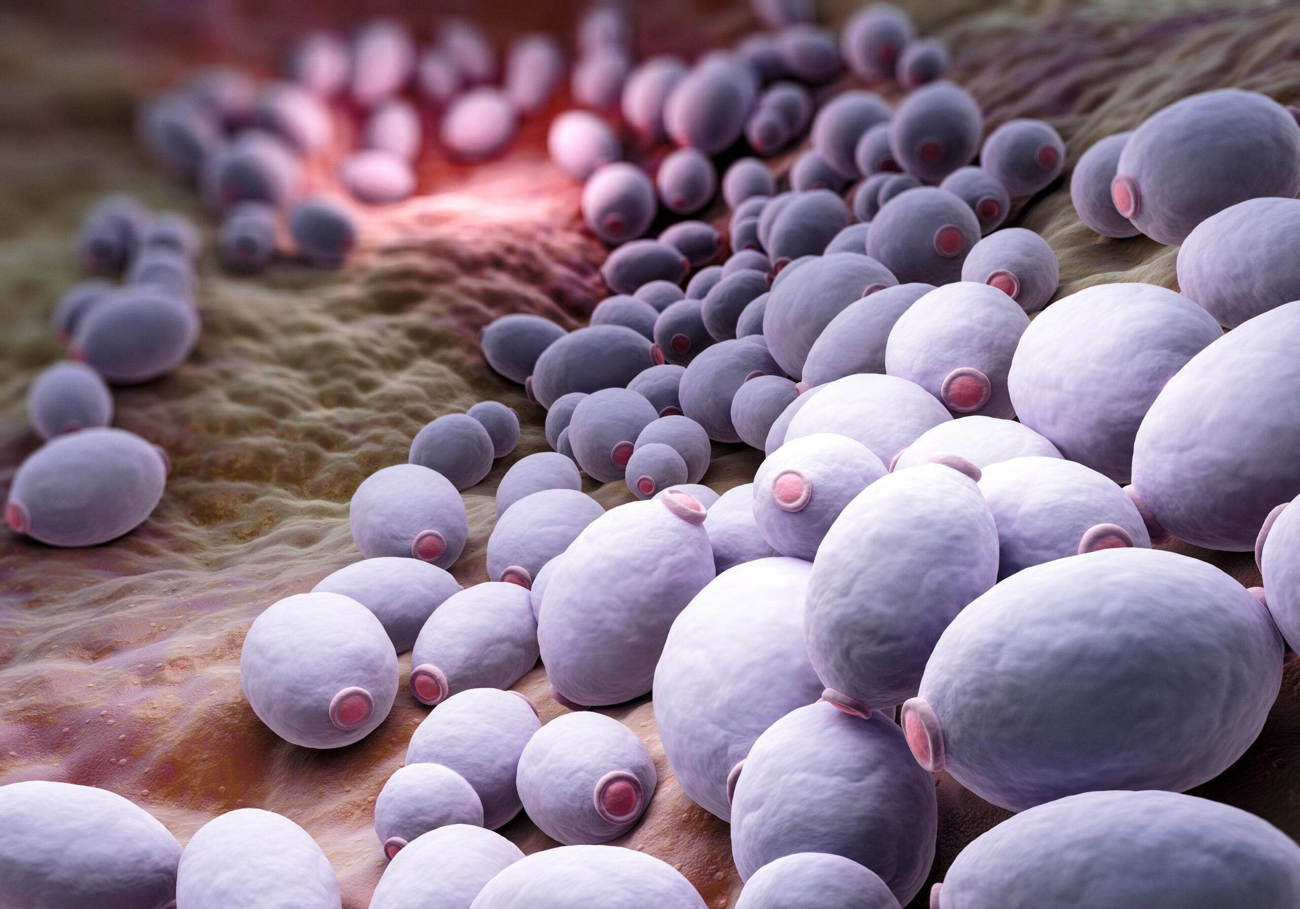 Fungi help to balance a healthy gut