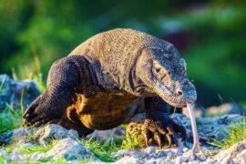 Komodo,Dragon,Sniffs,The,Air,With,His,Forked,Tongue..,Scientific