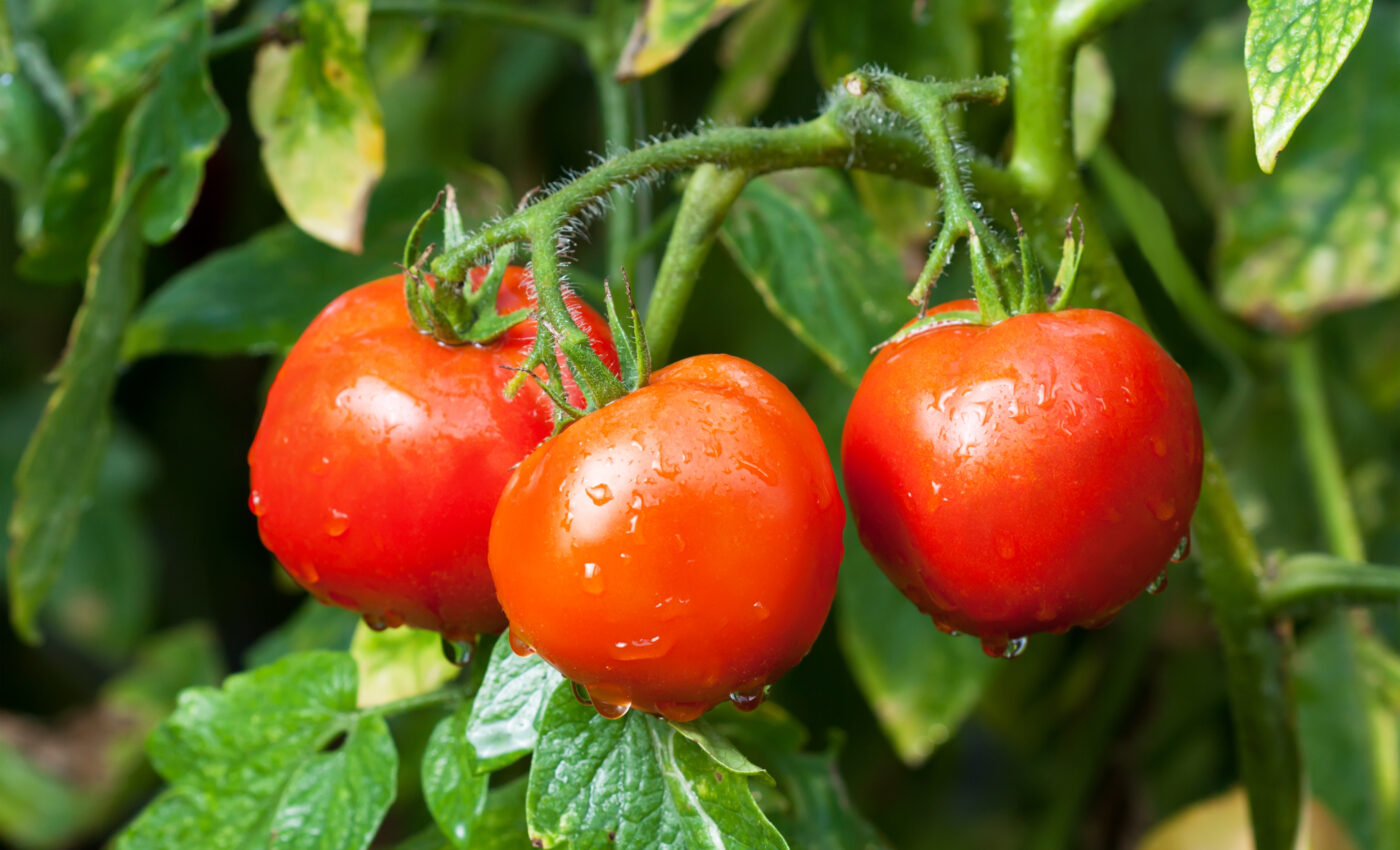 Tomato fruit warns the rest of the plant when attacked