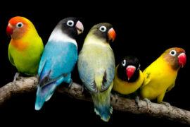 Lovebird,Parrot,There,Are,Beautiful,Colors,And,Very,Loving,Family
