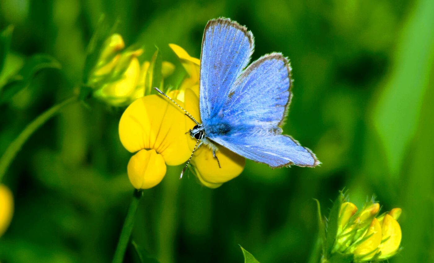 DNA evidence confirms: humans wiped out Xerces blue butterflies