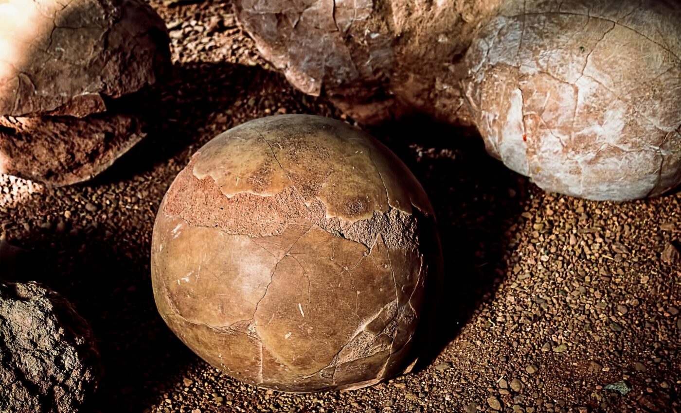 Pterosaurs may have hatched with the ability to fly