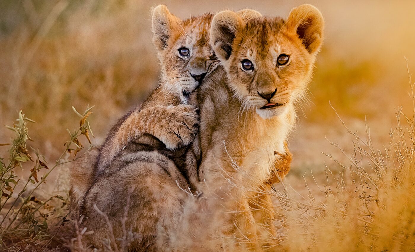 Wildlife on the Tana River Basin will struggle to survive global warming