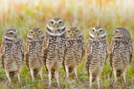 Burrowing,Owls,Annual,Meeting.,Local,Gang.,Latin,Name,-,Athene