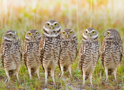 Imposter Syndrome: An Introduction to Batesian Mimicry and Müllerian Mimicry