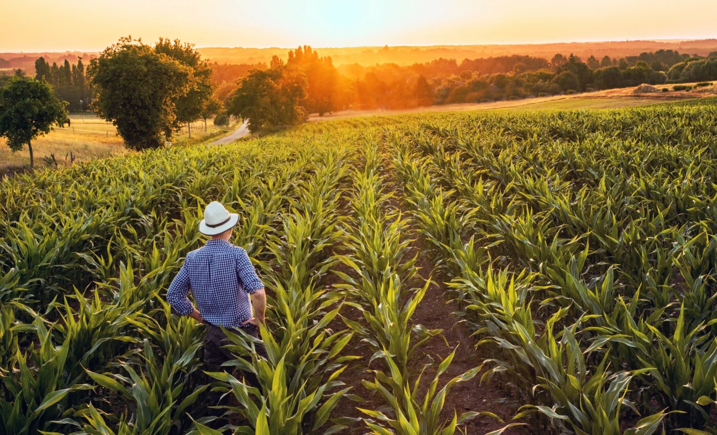 Crop diseases will rise in some areas, fall in others