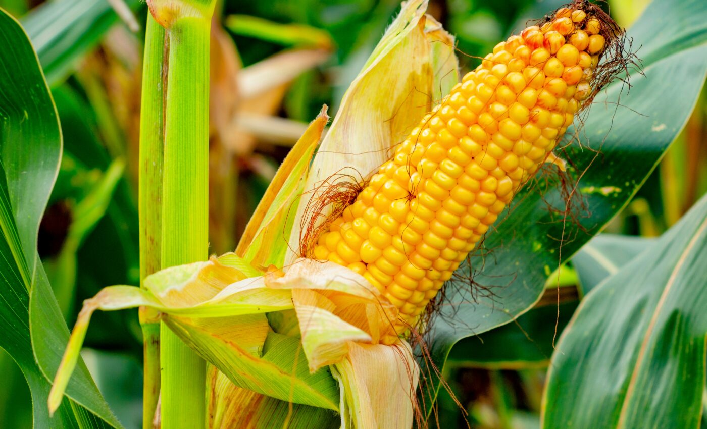 Corn plants use jumping genes to adapt to their environment