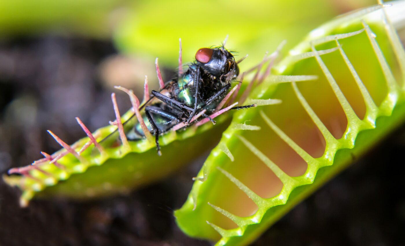 New carnivorous plant Triantha spares friendly pollinators