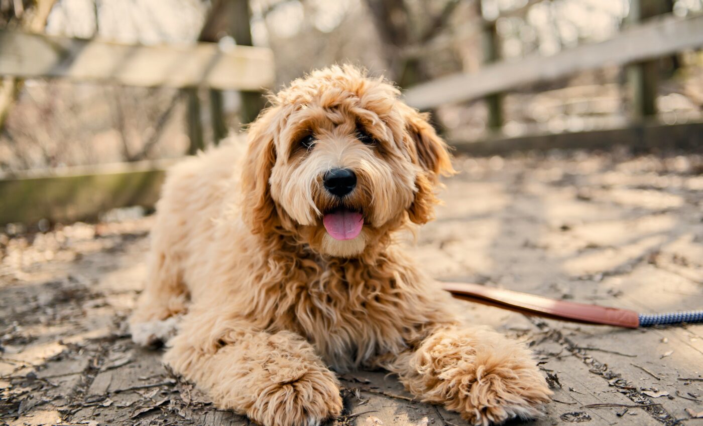 Some dog color patterns existed long before dogs themselves