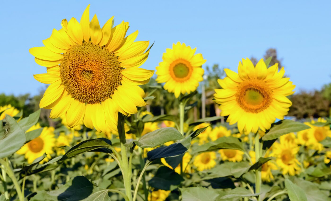Sunflowers face east to get more attention from bees