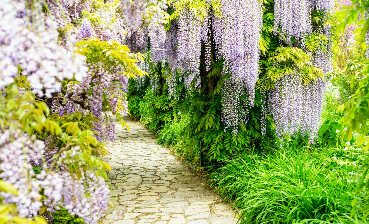 Hundreds of invasive species are for sale as garden plants in the U.S.