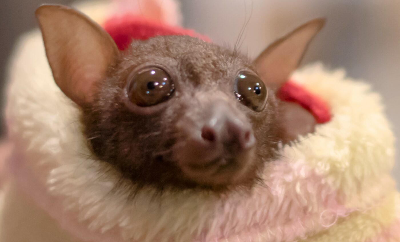 Baby bats and human infants engage in similar babbling behavior
