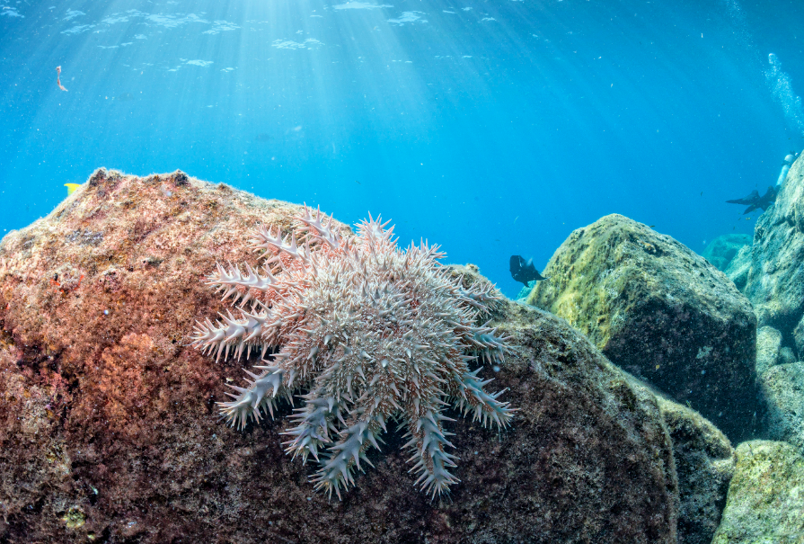 Reef-World launches Crown-of-Thorns cleanup guidelines