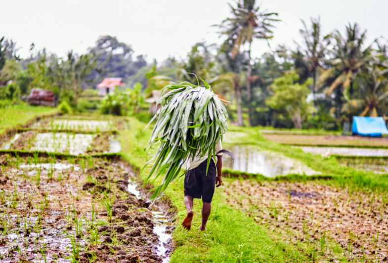 Forced labor is a big part of the food supply chain